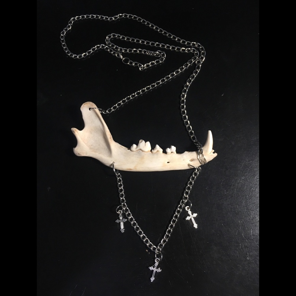 SOLD - COYOTE JAW BONE NECKLACE - ETHICALLY SOURCED! - Picture 3 of 7